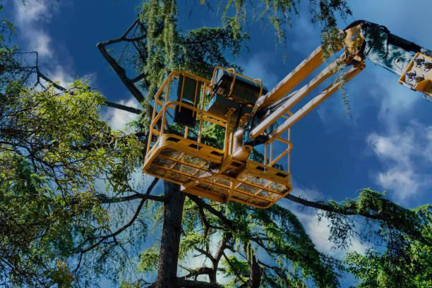 Best Tree Risk Assessment  in Brookhaven, WV